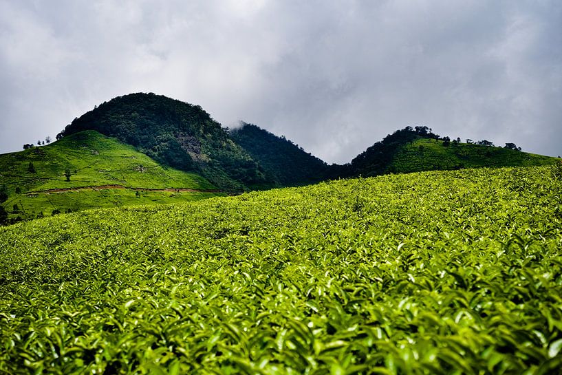 The bright, rolling landscape of the Ciwidey plantations by Frank Photos