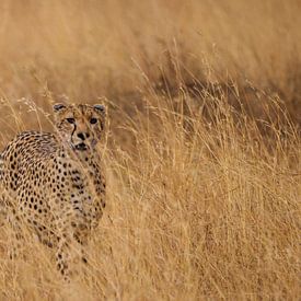 Cheetah one with the landscape. by Willeke van Vulpen