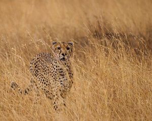 Gepard eins mit der Landschaft. von Willeke van Vulpen