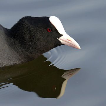Meerkoet by Harry Jamont