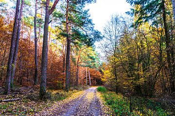 Autumn Forest Trail by Ronnie Reul