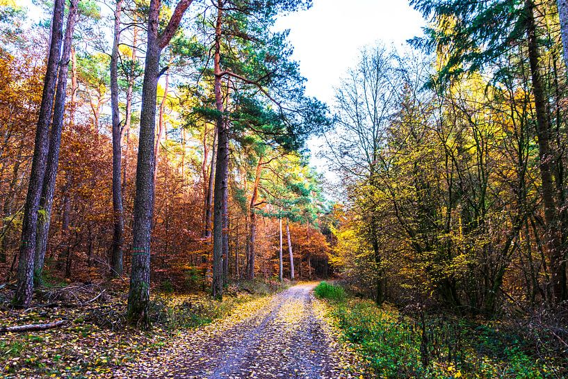 Herfstwoudpad van Ronnie Reul