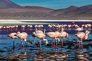 Die Flamingos der Laguna Colorada