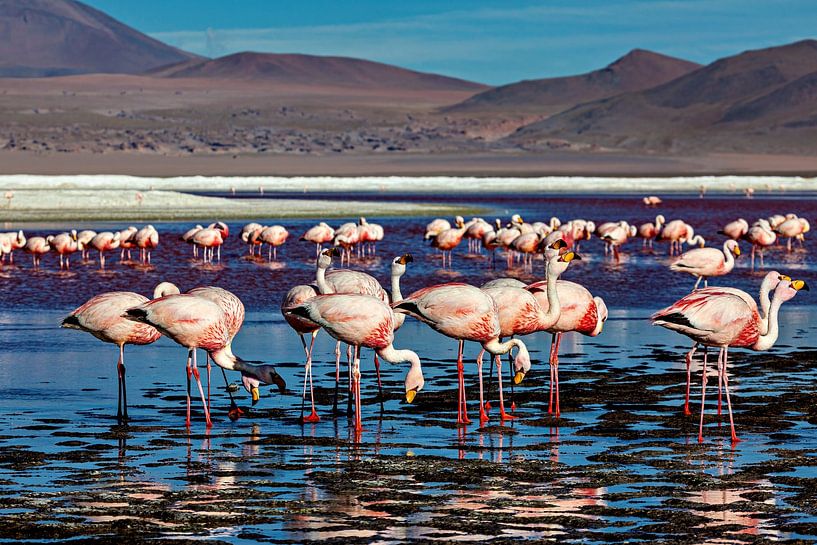 The flamingos of Laguna Colorada by Roland Brack