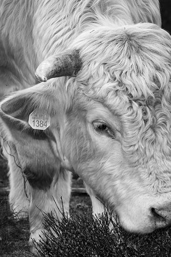 Das Leben der Kuh II