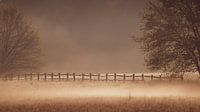 Nebel am Morgen