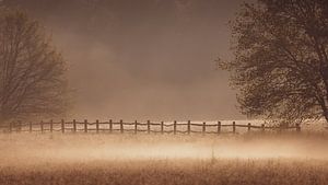 Brouillard le matin sur YvePhotography