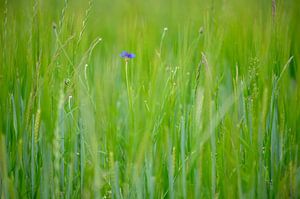 Korenbloem tussen het gras