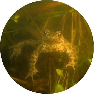 Common Toad ( Bufo bufo ) swimming under water during breeding season, in natural surrounding of a s van wunderbare Erde