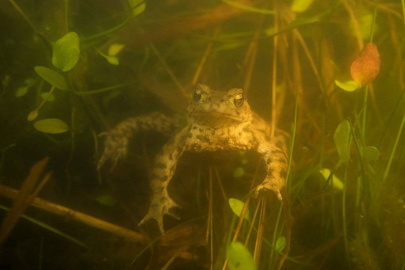 Erdköte ( Bufo bufo ), Kröte, Amphibie schwimmt während der Laichzeit unter Wasser zwischen Pflanzen par wunderbare Erde