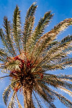 Date palm crown by Dieter Walther