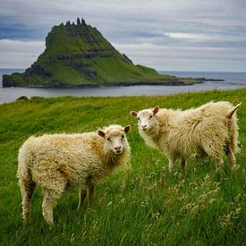 Twee schapen op de Faeröer islands van Bart Cox
