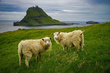 Twee schapen op de Faeröer islands van Bart Cox