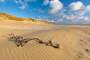 Les côtes dans le sable