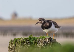 Steenloper aan de kust op een paalhoofd von Marcel Klootwijk