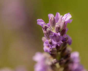 Lavendel van Silvia Groenendijk