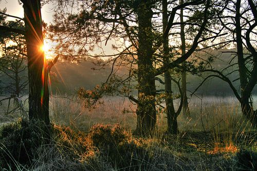 Zonlicht door de bomen in de winter