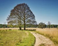 Two trees become one