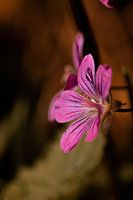 Blüte