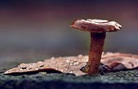 macro: paddenstoel met waterdruppels van Natascha IPenD thumbnail