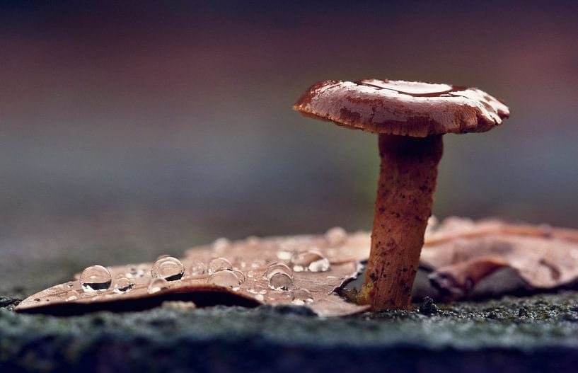 macro: paddenstoel met waterdruppels van Natascha IPenD