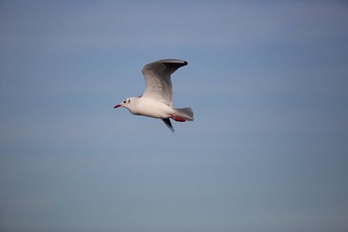 Zijdelings vliegende meeuwen
