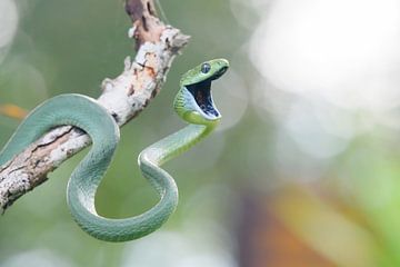 serpent, Boiga cyanea