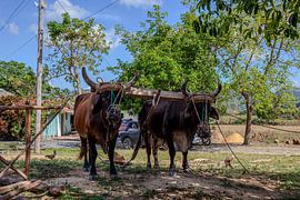 Oxen at Finca Tabacum, Viñales, Cuba by Inge van Veen