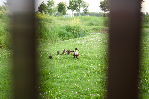 Following Mum