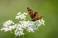 Vlinder: landkaartje