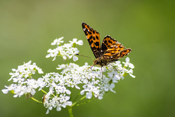 Vlinder: landkaartje
