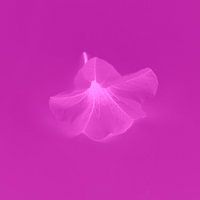 Blume fuchsiafarben