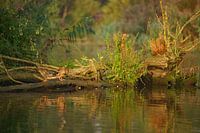 Naturellement propre Brabant Biesbosch