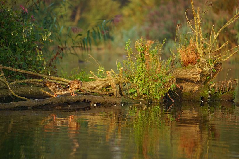 Naturally clean Brabant Biesbosch by Kuifje-fotografie