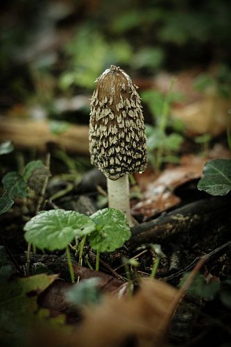 Close-up bruine paddenstoel | Nederland | Natuur- en Landschapsfotografie