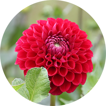 Rode Dahlia van Marianne van den Bogaerdt