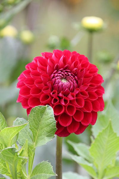 Red Dahlia by Marianne van den Bogaerdt