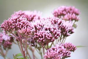 Roze bloemen