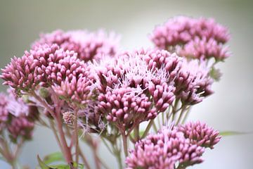 Roze bloemen van Janjaap Van Dijk