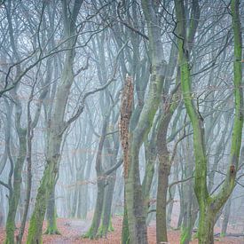 Wandelaar in het bos met bomen in de mist in het Speulderbos in Emelo Nederland van Bart Ros