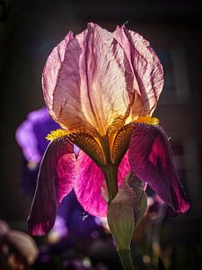 Iris