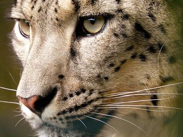 Snow leopard II van Sascha!