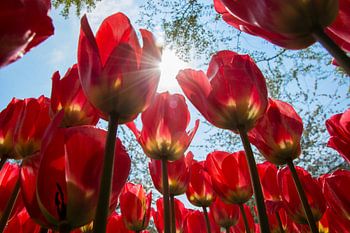 Rote Tulpen
