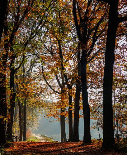 Mastbos en automne