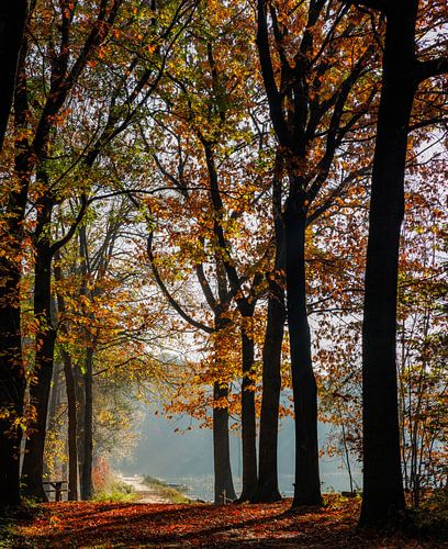 Mastbos tijdens de Herfst