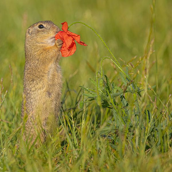 Wat riekt deze bloem heerlijk...en hij smaakt nog beter van Kris Hermans