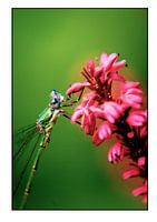 Libelle