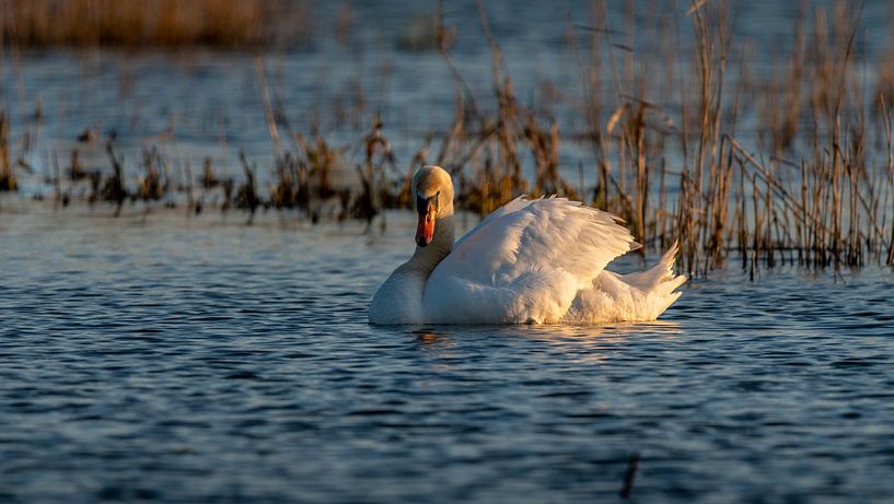 Mute Swan by Dick van der Wilt