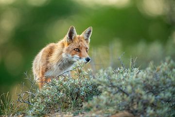 Alert Fox by Harry Punter