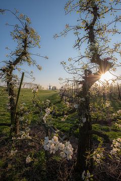 Bloesem fruitbomen en Molen de Vlinder